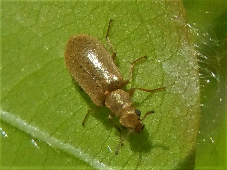 Dasytidae: Danacea sp.